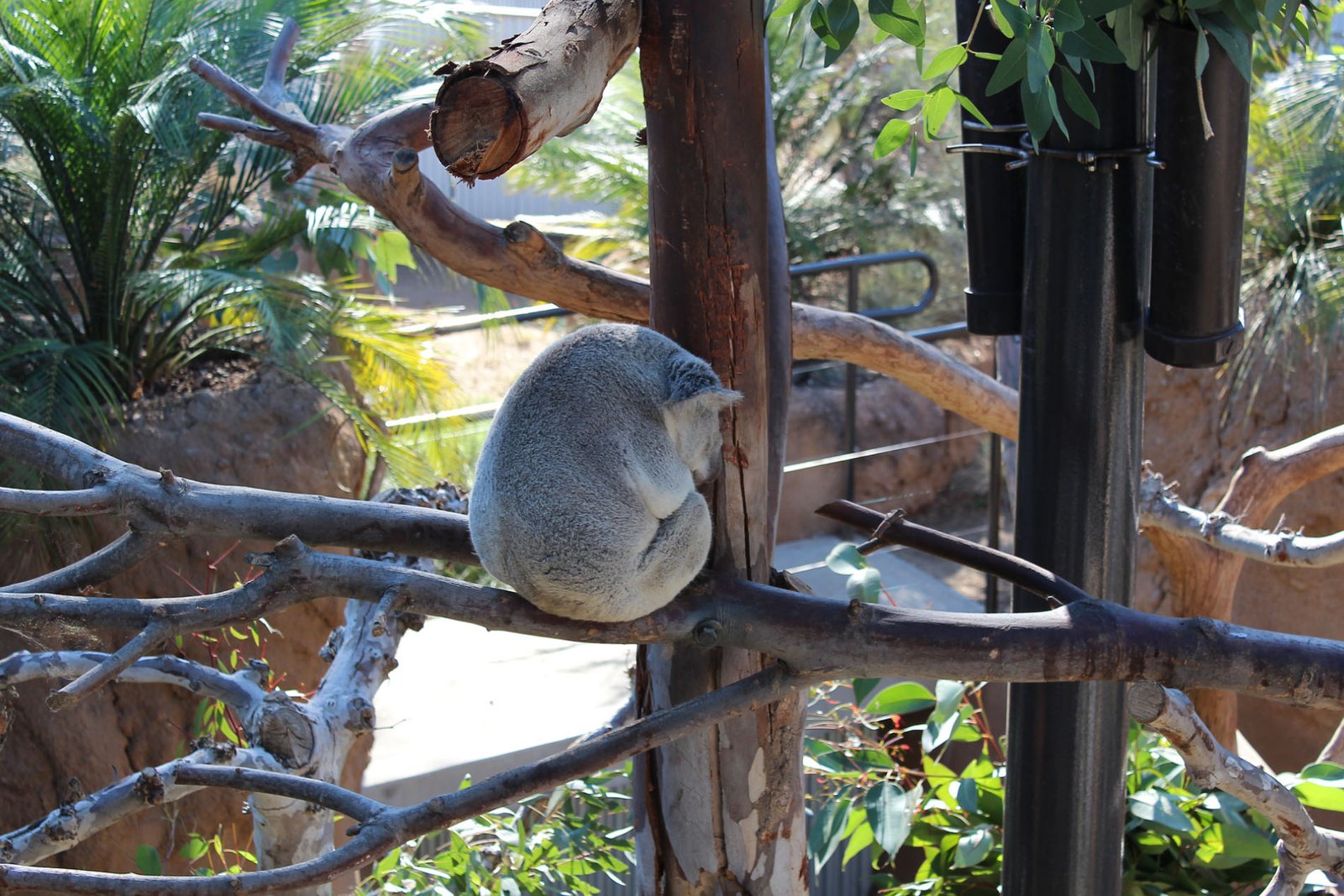 San Diego Zoo Part II 006